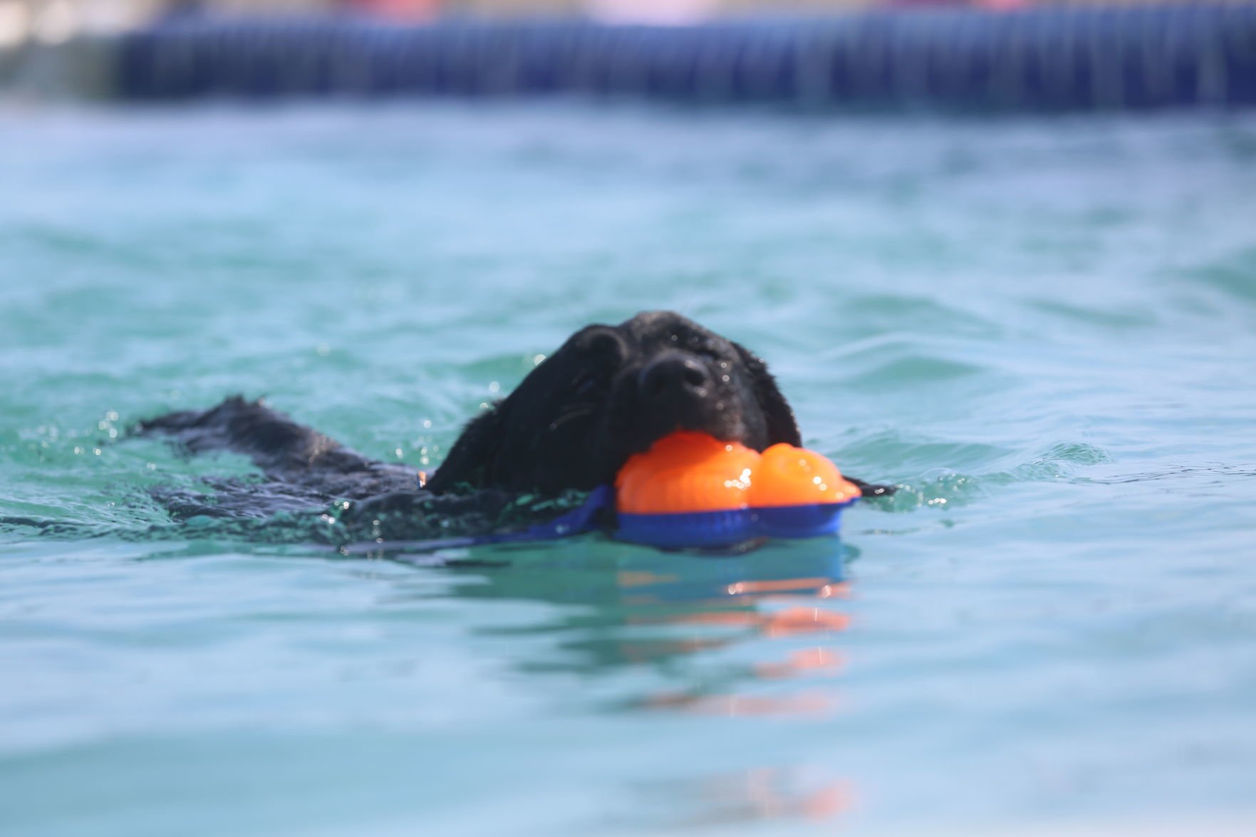 090919_gal_dockdogsWW (72)